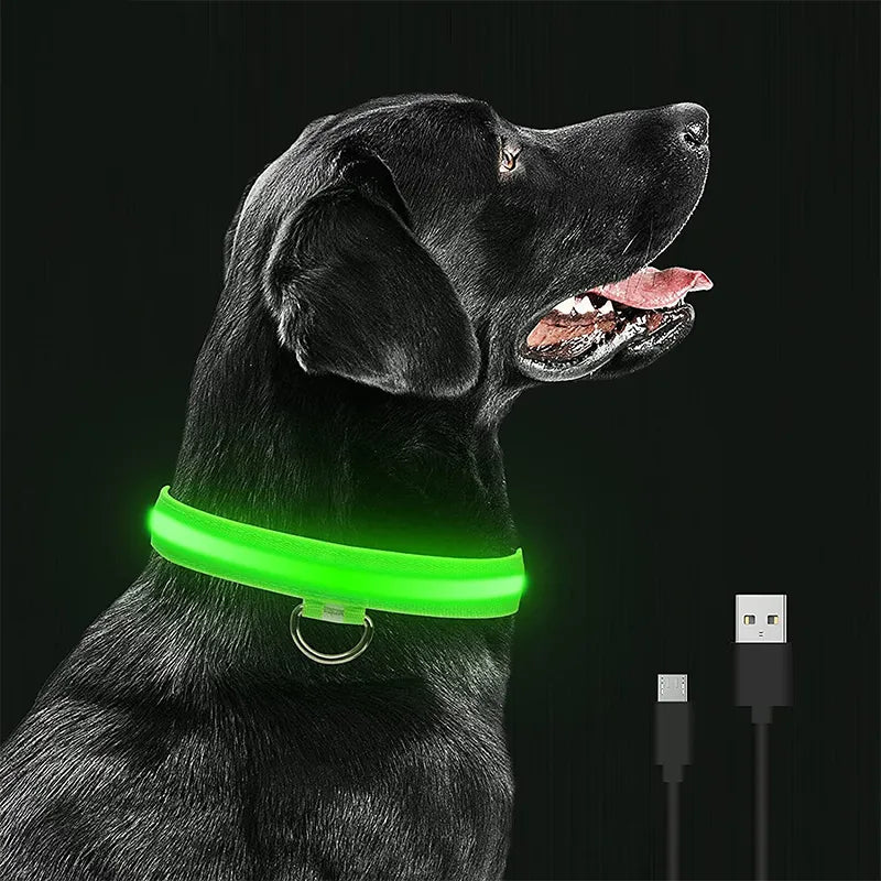 LED Glowing Dog Collars In Home