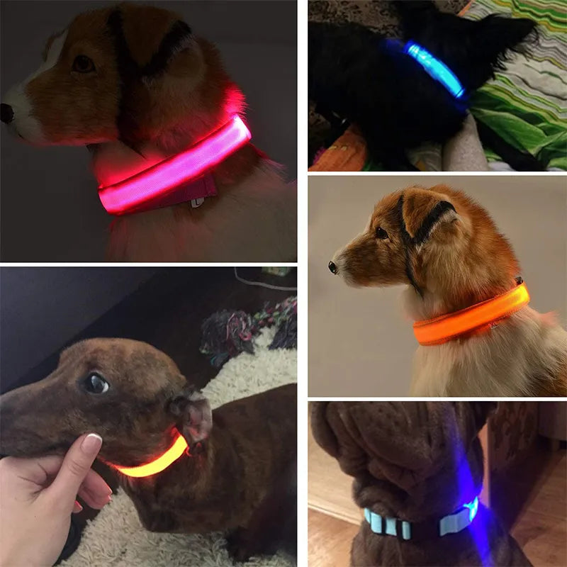 LED Glowing Dog Collars In Home