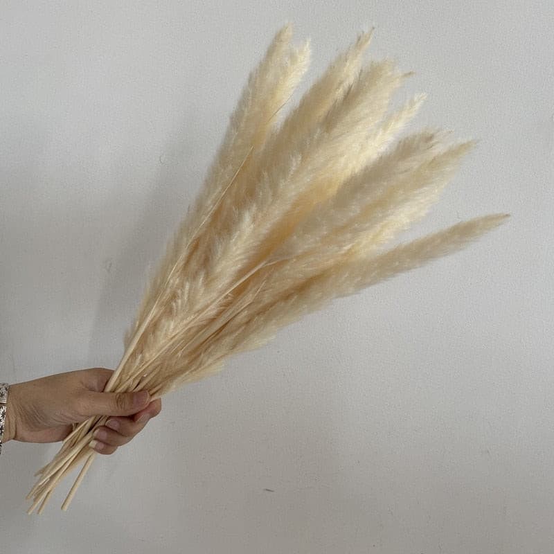 #title##Dried Pampas Grass | In Home