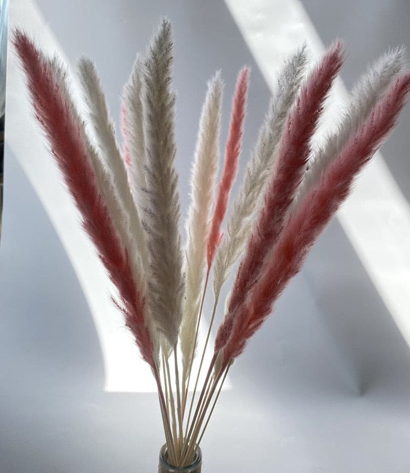 #title##Dried Pampas Grass | In Home