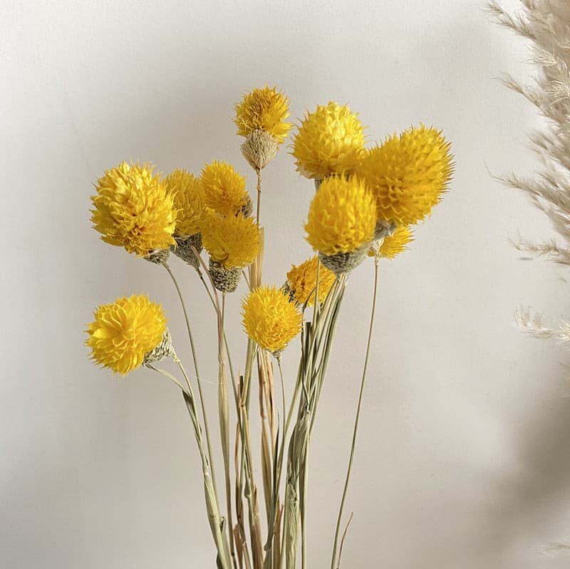 #title##Dried Pampas Grass | In Home