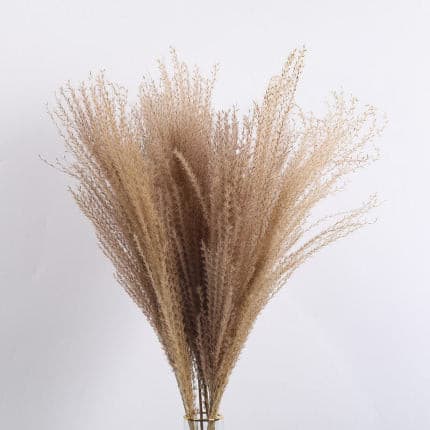 #title##Dried Pampas Grass | In Home