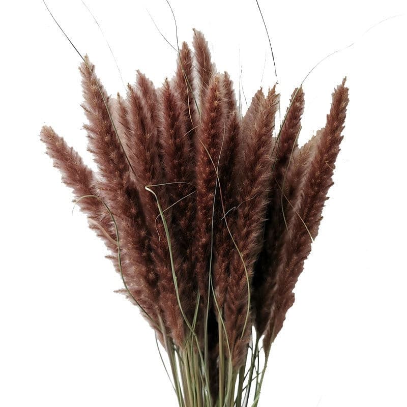 #title##Dried Pampas Grass | In Home