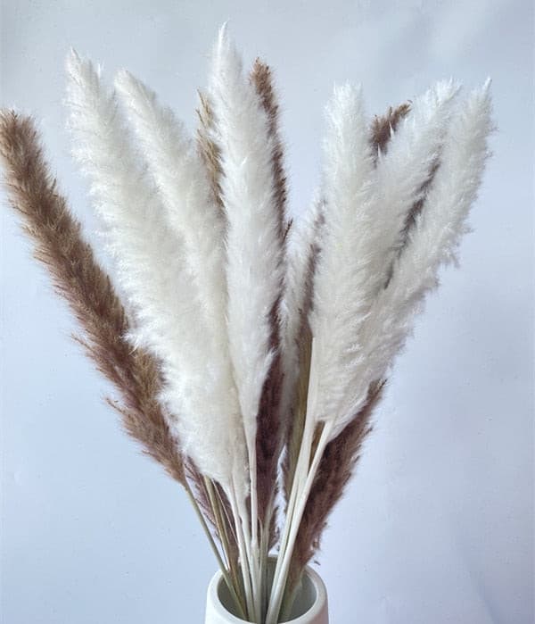 #title##Dried Pampas Grass | In Home