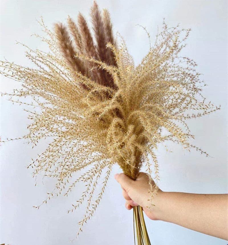 #title##Dried Pampas Grass | In Home