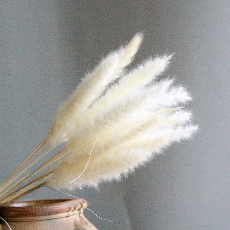 #title##Dried Pampas Grass | In Home