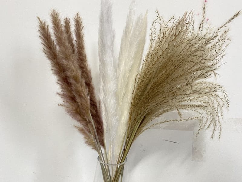 #title##Dried Pampas Grass | In Home