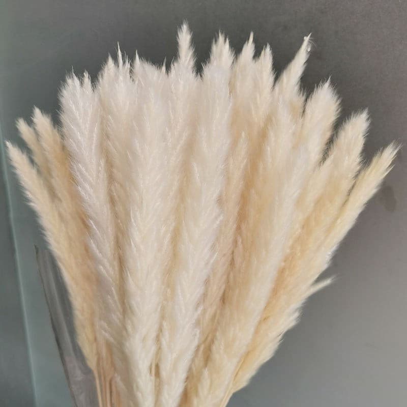 #title##Dried Pampas Grass | In Home