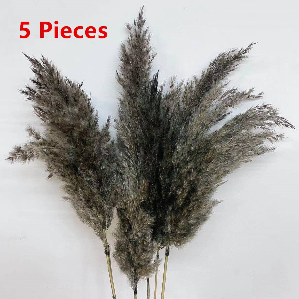 #title##Dried Pampas Grass | In Home